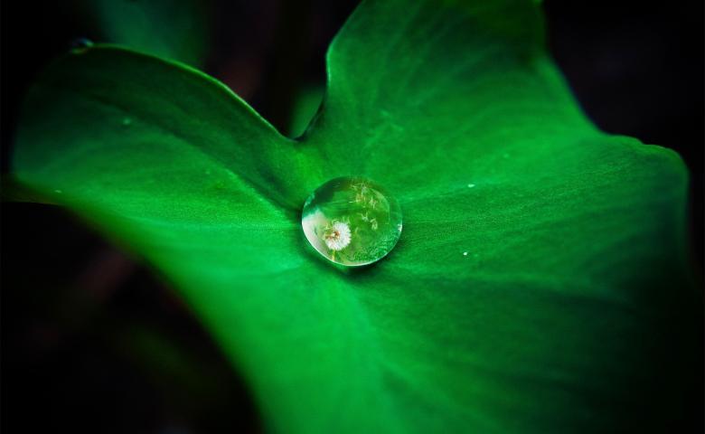 Leaf Waterdrop