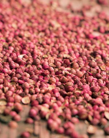 Seeds