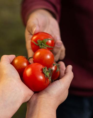 Organic Tomatoes