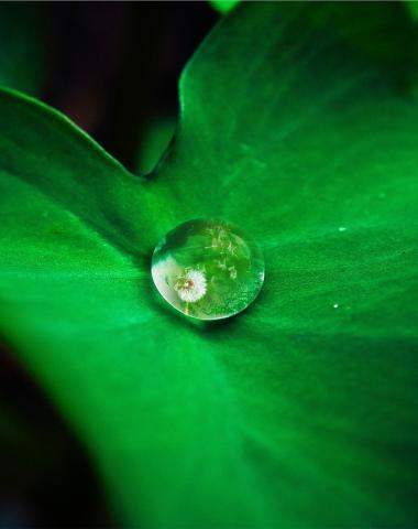 Leaf Waterdrop