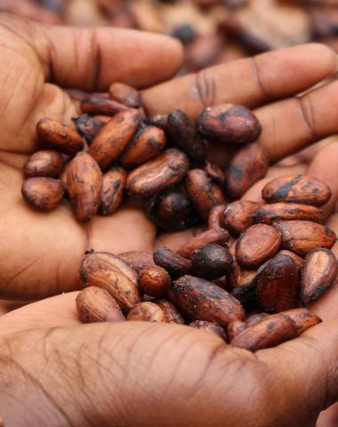 Seeds in Hands