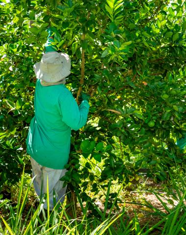 Working picking limes