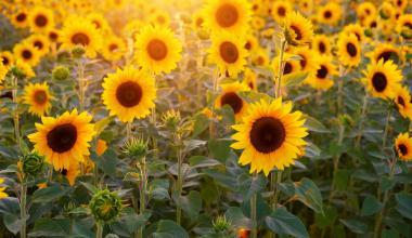 sunflower