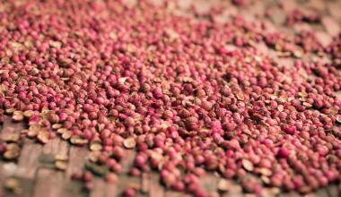 Seeds