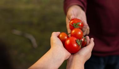 Organic Tomatoes