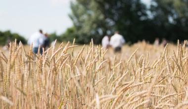 Organic Wheat Cultivation