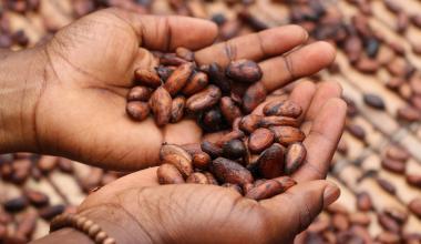 Seeds in Hands