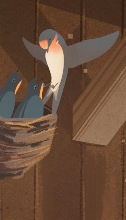 Where have all the birds gone?