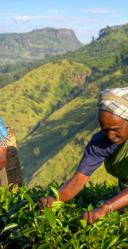 Two farmers harvesting 