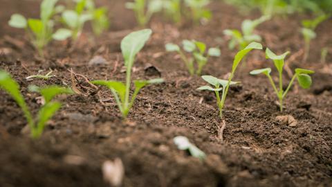 Plants growing in soil