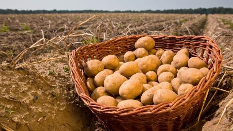 A basket of potatoes in a field